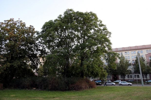 Ein Baumbestand und Tiere am Leuschnerplatz - für den NABU nicht im Bauplan beachtet. Foto: L-IZ.de