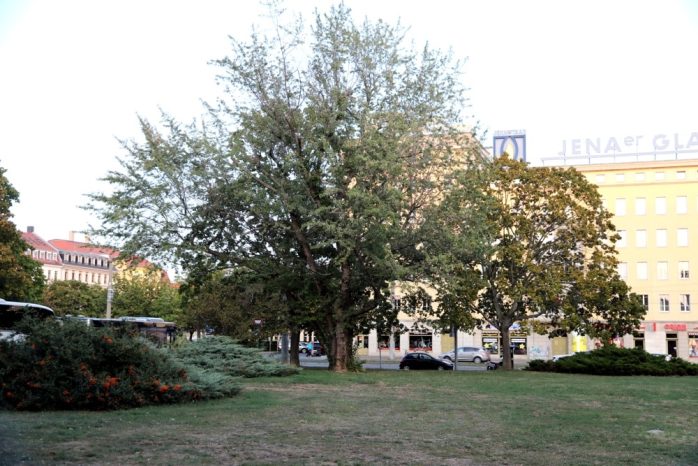 Vor allem entlang der Straßen bilden Bäume am Leuschnerplatz Schatten. Foto: L-IZ.de