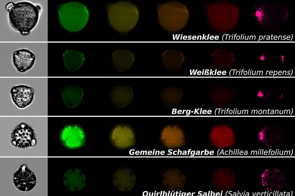 Mittels bildbasierter Partikelanalyse lassen sich mikroskopische Aufnahmen von Pollen gewinnen, die für Bestäuber wichtig sind. Jede Reihe zeigt ein einzelnes Pollenkorn einer bestimmten Pflanzenart mit einer normalen mikroskopischen Aufnahme (Bilder links) und Fluoreszenzaufnahmen für verschiedene Spektralbereiche (farbige Bilder rechts). Bild: Susanne Dunker