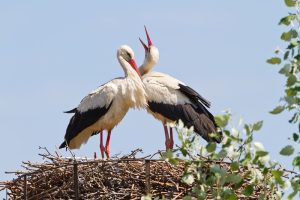 Auch das NABU-Wappentier, der Wei&szlig;storch, kann unter den 307 V&ouml;geln als Vogel des Jahres 2021 nominiert werden. Foto: B&auml;rbel Franzke