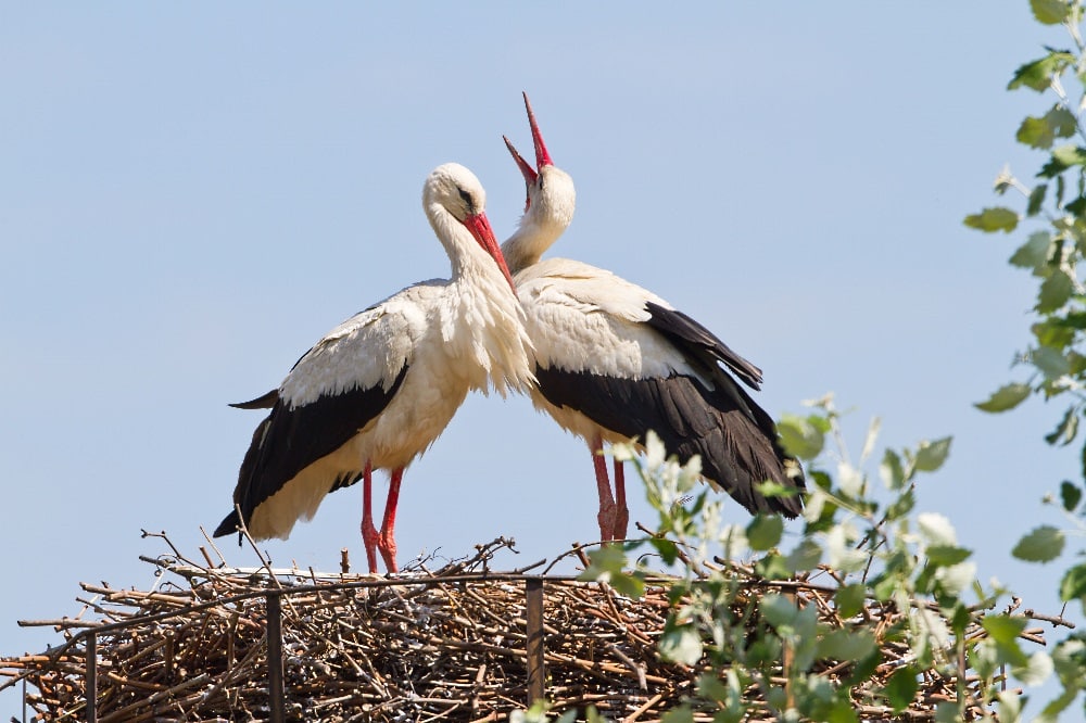 Auch das NABU-Wappentier, der Weißstorch, kann unter den 307 Vögeln als Vogel des Jahres 2021 nominiert werden. Foto: Bärbel Franzke