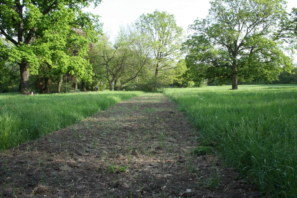 Blühstreifen 2019 im Palmgarten. Foto: Ralf Julke