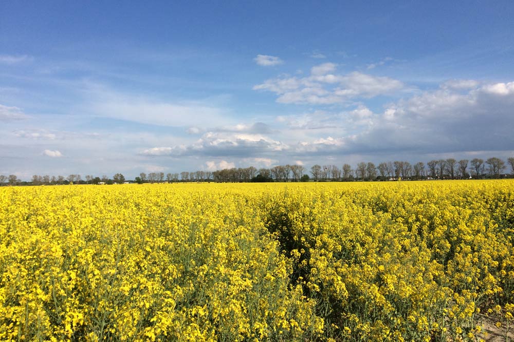 Monokultur: Raps bis zum Horizont. Foto: L-IZ