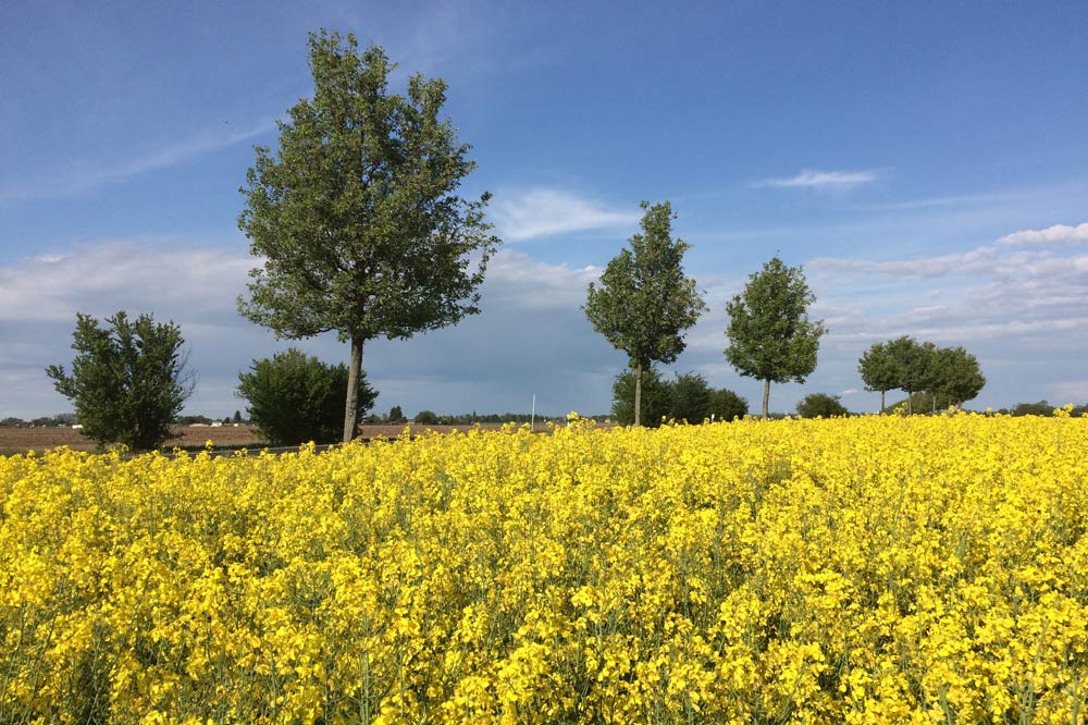 Rapsfeld bei Leipzig. Foto: LZ