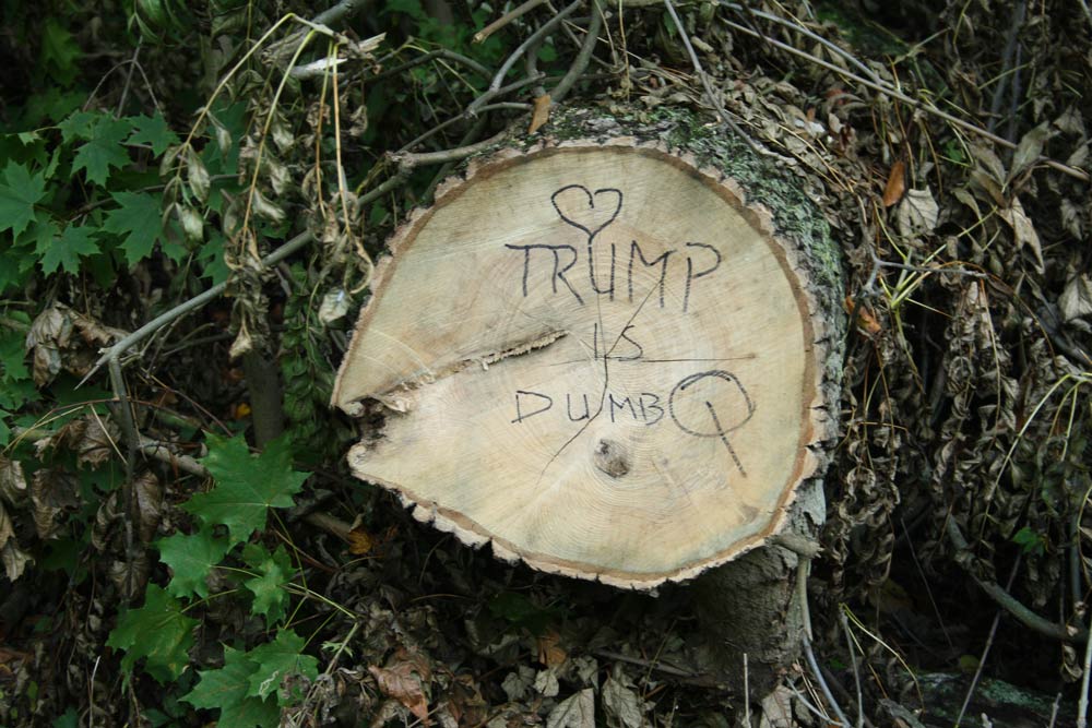 Selbst im Leipziger Auwald ... Foto: Ralf Julke