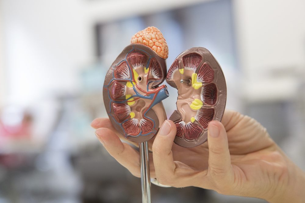 Am 28.11.2020 findet ein Online-Patientenseminar zur Nierentransplantation statt. Foto: Stefan Straube / UKL