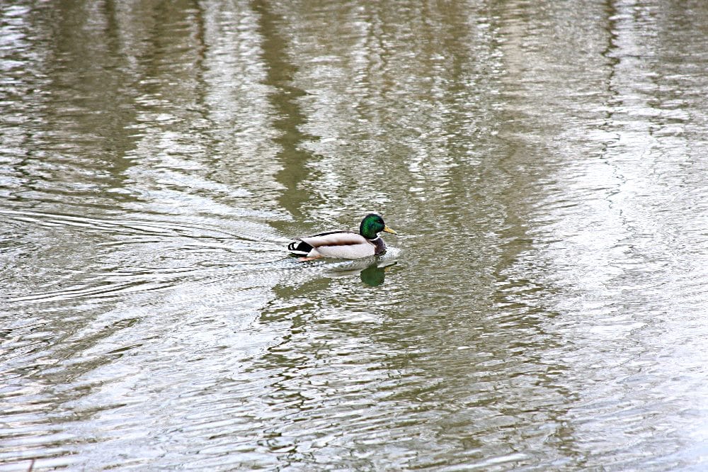 Ente im Angelteich. Foto: L-IZ.de