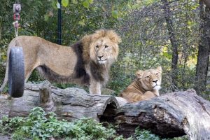 Majo und Kigali sind wieder vereint © Zoo Leipzig