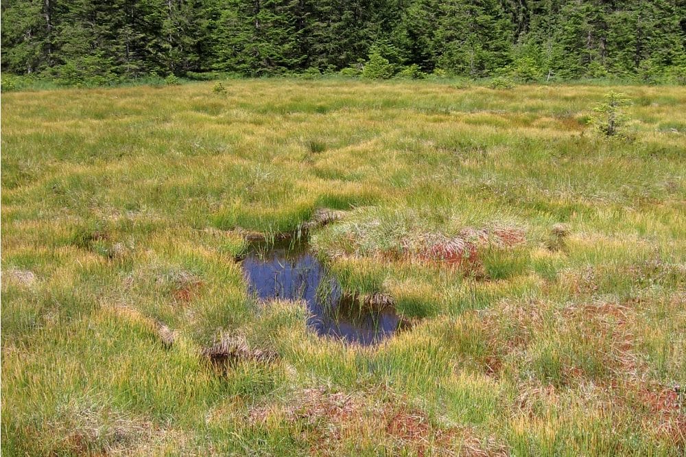 Zu sehen ist das Hirschbäder Moor, ein Moorkomplex aus lebendem Hochmoor mit rotem Torfmoos, stagnierendem Hochmoor und eingestreuten offenen Wasserflächen, den sogenannten Schlenken. Foto: Thomas Sperle