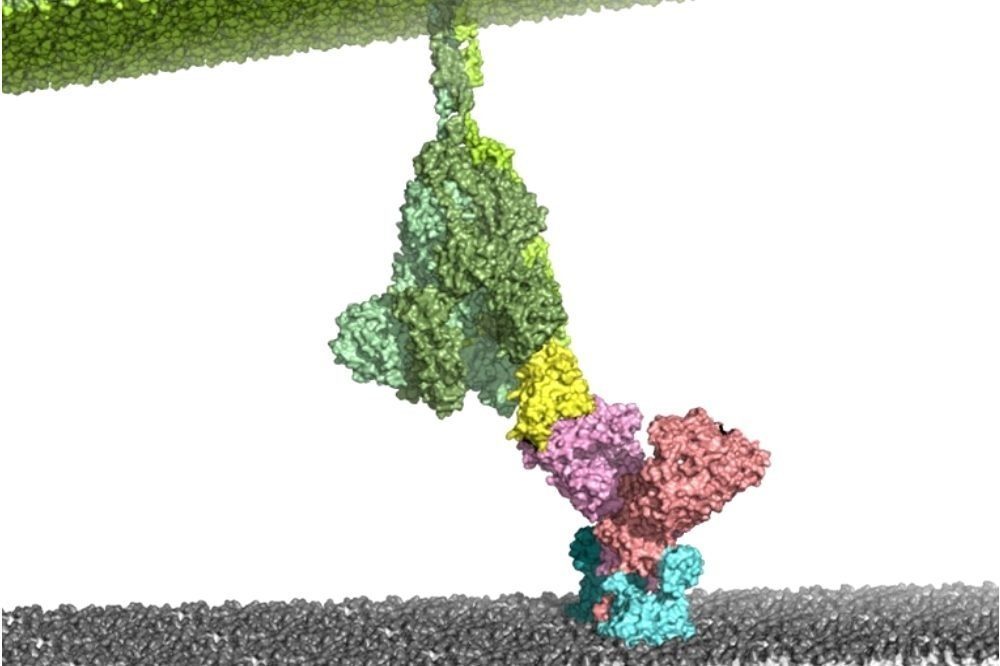 Im ersten Schritt des SARS-CoV-2 Infektionsprozesses wird der ACE2-Rezeptor (pink/hellblau) auf der menschlichen Zellmembran (grau) durch das virale S-Protein (grün/gelb) erkannt und gebunden. Foto: Milton T. Stubbs, ZIK HALOmem