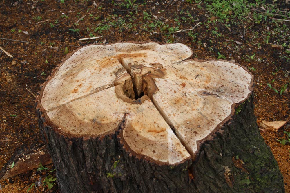 Gefällter Baum in Connewitz. Foto: Ralf Julke