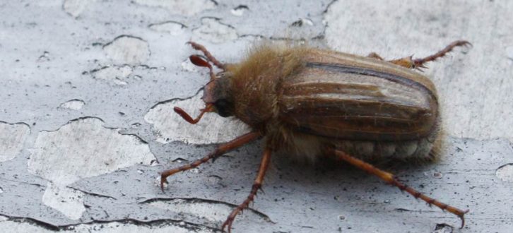 Welche Insekten werden den massiven Pestizideinsatz überleben? Foto: Ralf Julke