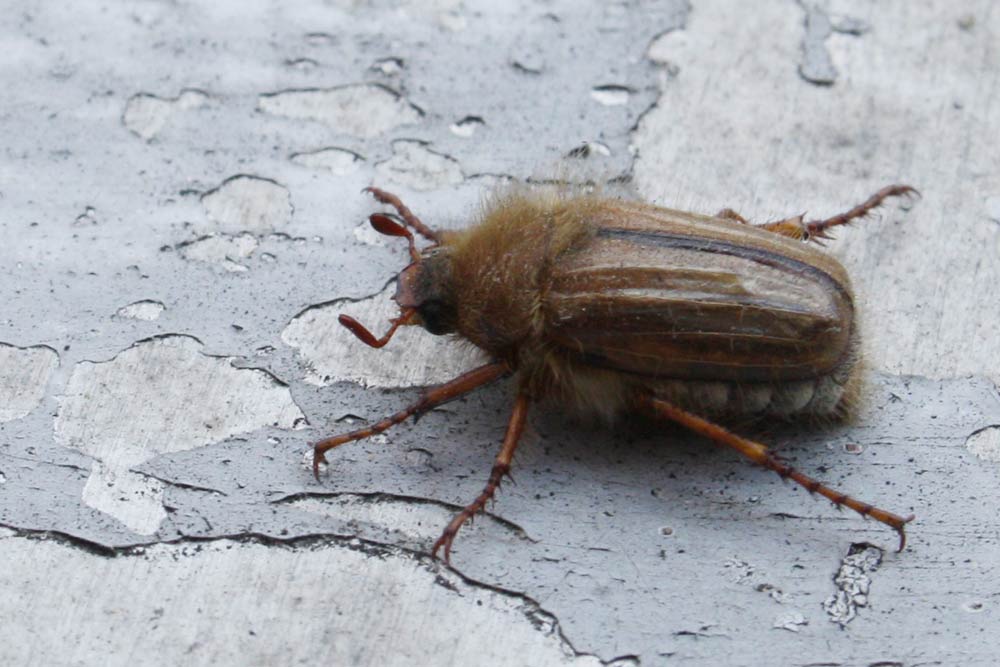 Welche Insekten werden den massiven Pestizideinsatz überleben? Foto: Ralf Julke