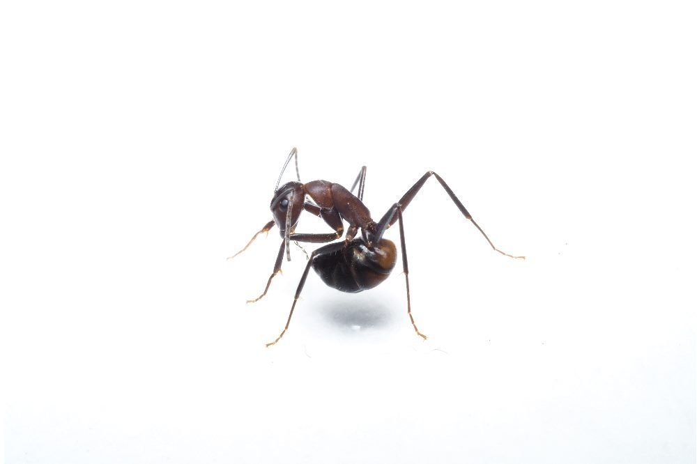 Eine Ameise (Camponotus cf. nicobarensis), die gerade versucht, Ameisensäure aus ihrer Giftblase zu schlucken Foto: Simon Tragust