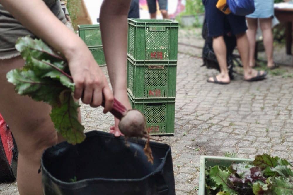 Allmende Taucha e.V., Belebte Verteilstation der SoLaWi Gemüsekooperative Rote Beete eG. Quelle: Allmende Taucha e.V.