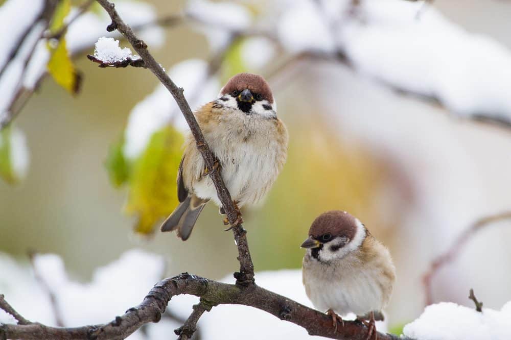 Welchen Platz Feldsperlinge wohl bei der „Stunde der Wintervögel“ 2021 belegen? Bei der vergangenen Zählung war es Platz 3. Foto: Bärbel Franzke