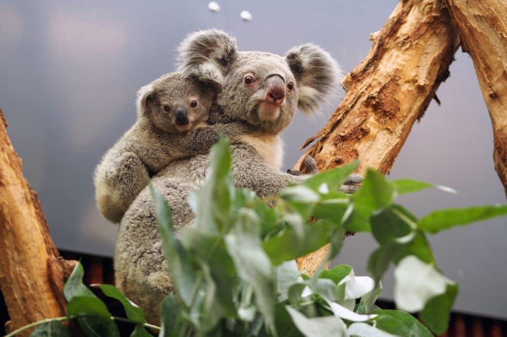 Koalaweibchen Mandie mit Sohn Bouddi © Zoo Lepzig