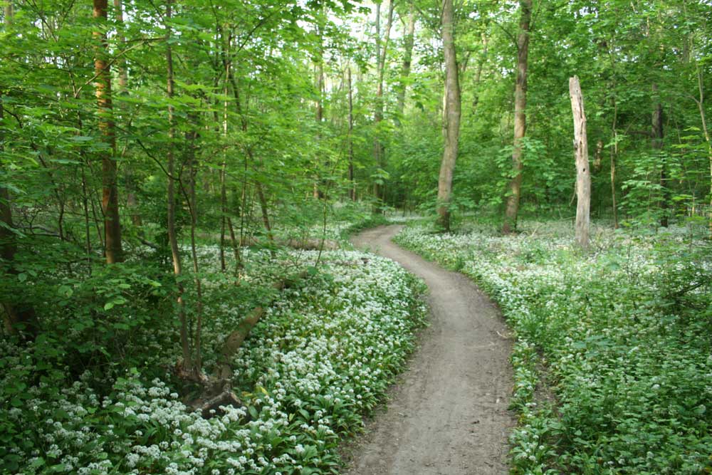 Illegale Piste im Auwald. Foto: Ralf Julke