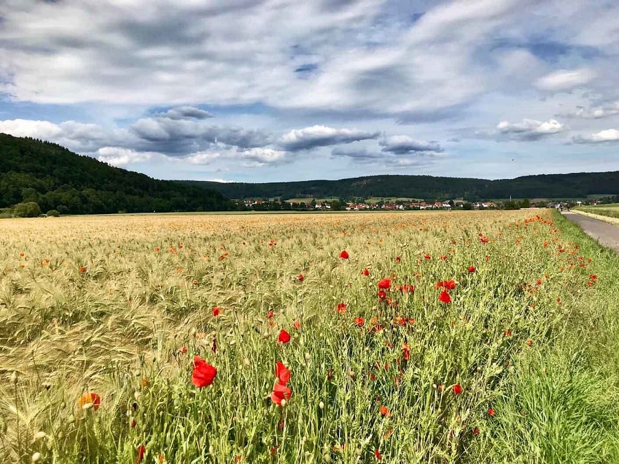 Die Studie zeigt, dass selbst als verbreitet geltende Arten wie der Klatschmohn (Papaver rhoeas) in Deutschland stetig zurückgehen. Foto: Sebastian Lakner