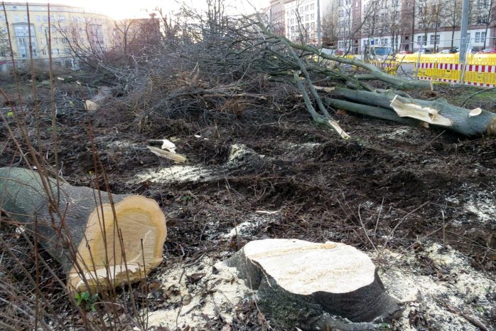Fällungen am 20. Januar 2021. Foto: NABU Sachsen