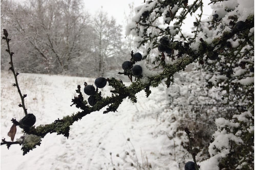 Und dann auch noch die Stille des Winters ... Foto: L-IZ.de