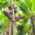 Ein BaYaka-Junge klettert auf einen Papayabaum, um Früchte zu ernten. Foto: Sarah Pope
