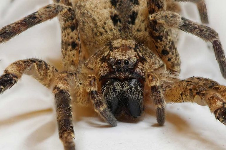 Naturkundemuseum Leipzig bestätigt: Die Nosferatu-Spinne ist nun auch ...