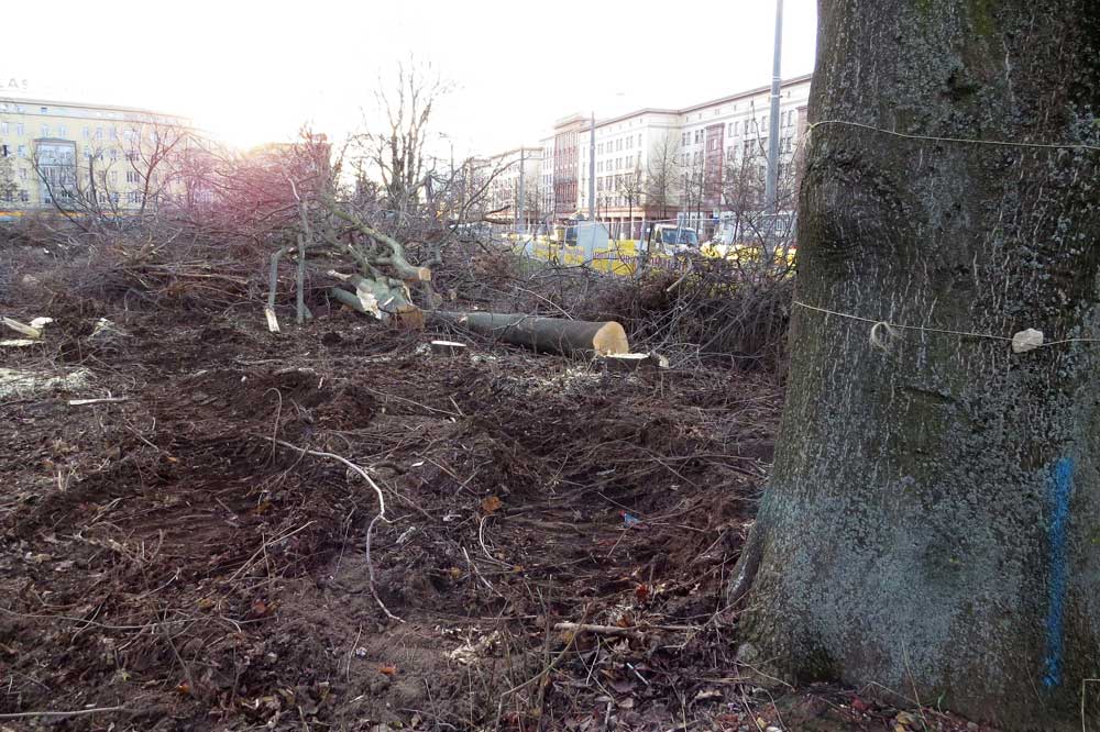Die gestoppten Fällarbeiten an der Grünewaldstraße. Foto: NABU Leipzig