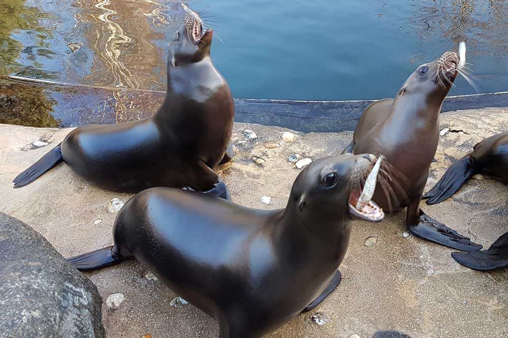 Die Seelöwen, die künftigen Bewohner von Feuerland. Foto: Zoo Leipzig