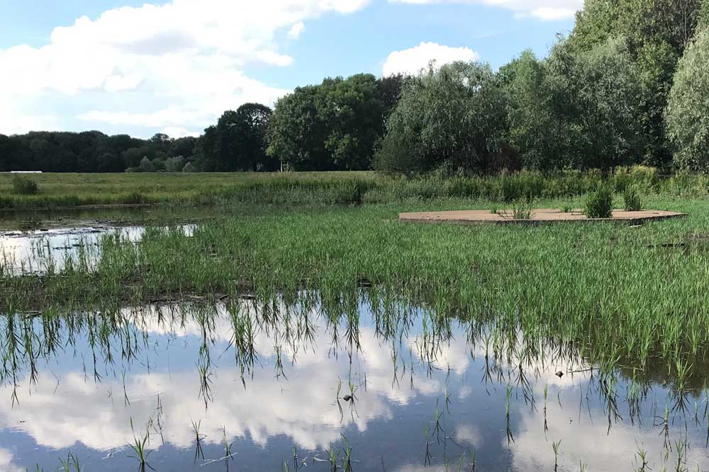 Der austrocknende Rosentalteich 2019. Foto: Michael Freitag