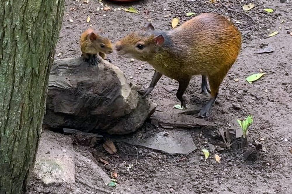 Schwarzrueckenaguti-Jungtier © Zoo-Leipzig