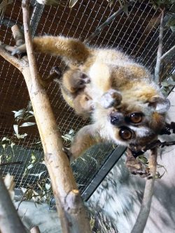 Zwergplumplori-Nachwuchs am Bauch von Mutter © Zoo Leipzig