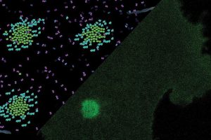 Laserspots aktivieren in einer Matrix sehr kleine synthetische Schlüssel-Schloss-Paare und erzeugen so Rezeptorcluster in der Zellmembran. Diese Liganden-unabhängige Aktivierung löst Kalziumsignale und eine erhöhte Zellbewegung aus. Foto: M. Florencia Sánchez und Robert Tampé/Goethe-Universität Frankfurt