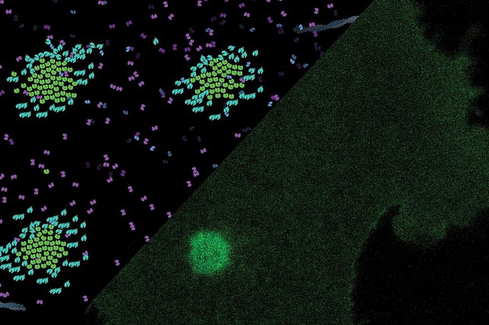 Laserspots aktivieren in einer Matrix sehr kleine synthetische Schlüssel-Schloss-Paare und erzeugen so Rezeptorcluster in der Zellmembran. Diese Liganden-unabhängige Aktivierung löst Kalziumsignale und eine erhöhte Zellbewegung aus. Foto: M. Florencia Sánchez und Robert Tampé/Goethe-Universität Frankfurt