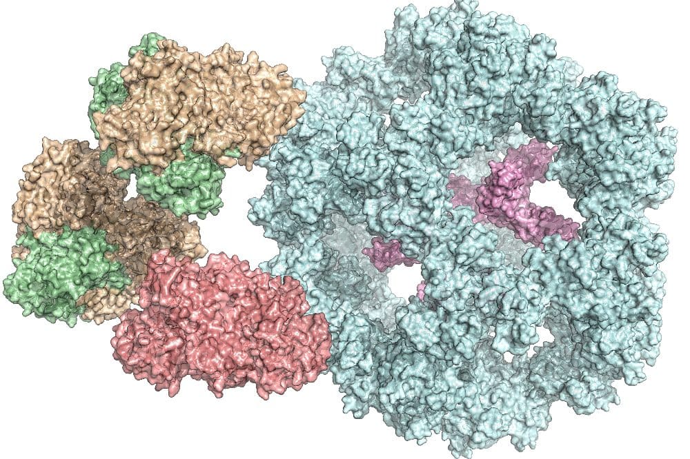 Der Pyruvat-Dehydrogenase-Komplex setzt sich aus mehreren verschiedenen Enzymen zusammen (farbig markiert). Foto: Panagiotis Kastritis