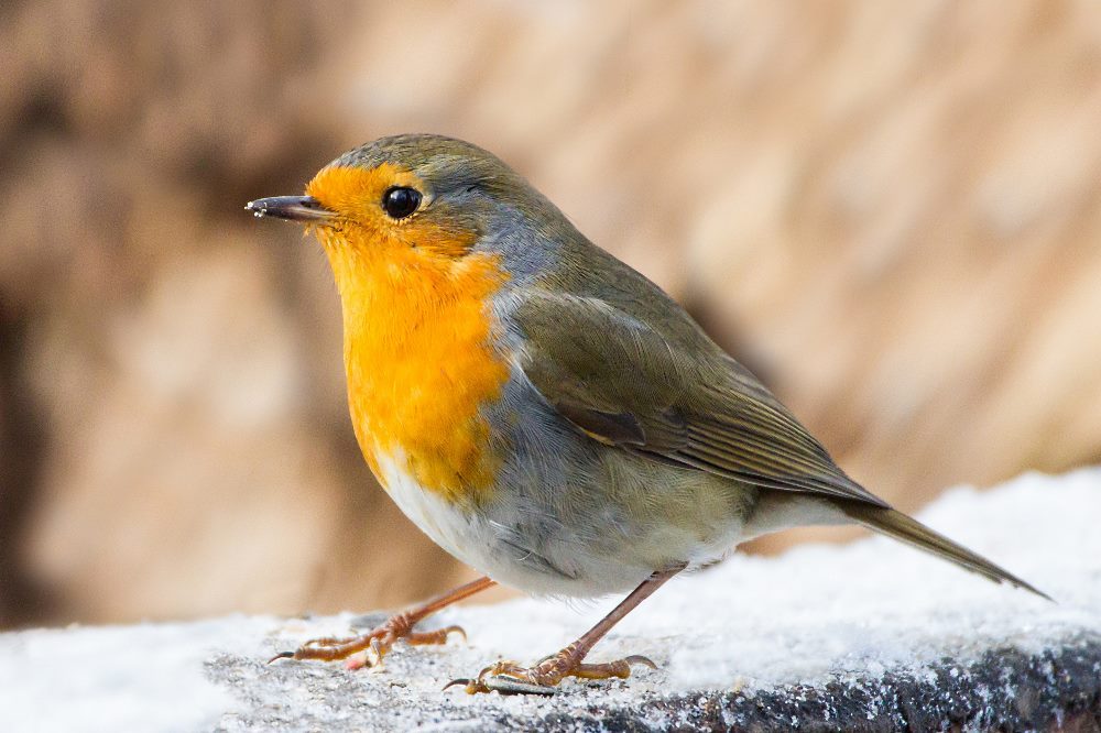Das milde Winter liebende Rotkehlchen gehört zu den Arten, die bei der diesjährigen „Stunde der Wintervögel“ besonders häufig gezählt wurden. In Sachsen liegt es auf Platz 16. Foto: Bärbel Franzke