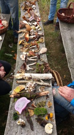 Eine ansehnliche Sammung - Foto B. Wächtler Foto: B. Wächtler