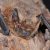 Die Zwergfledermaus (Pipistrellus pipistrellus) besitzt oft kopfstarke Wochenstuben an menschlichen Bebauungen und ist in allen Landesteilen von Sachsen vertreten. Einige ihrer Quartiere werden bereits durch Quartierpaten betreut. Foto: Reimund Francke