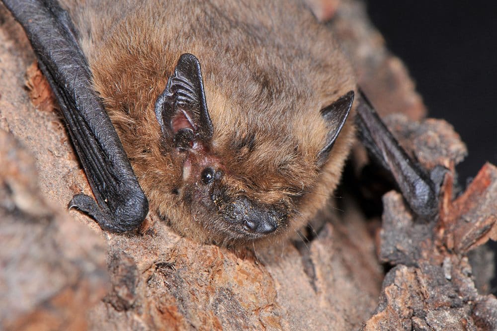 Die Zwergfledermaus (Pipistrellus pipistrellus) besitzt oft kopfstarke Wochenstuben an menschlichen Bebauungen und ist in allen Landesteilen von Sachsen vertreten. Einige ihrer Quartiere werden bereits durch Quartierpaten betreut. Foto: Reimund Francke