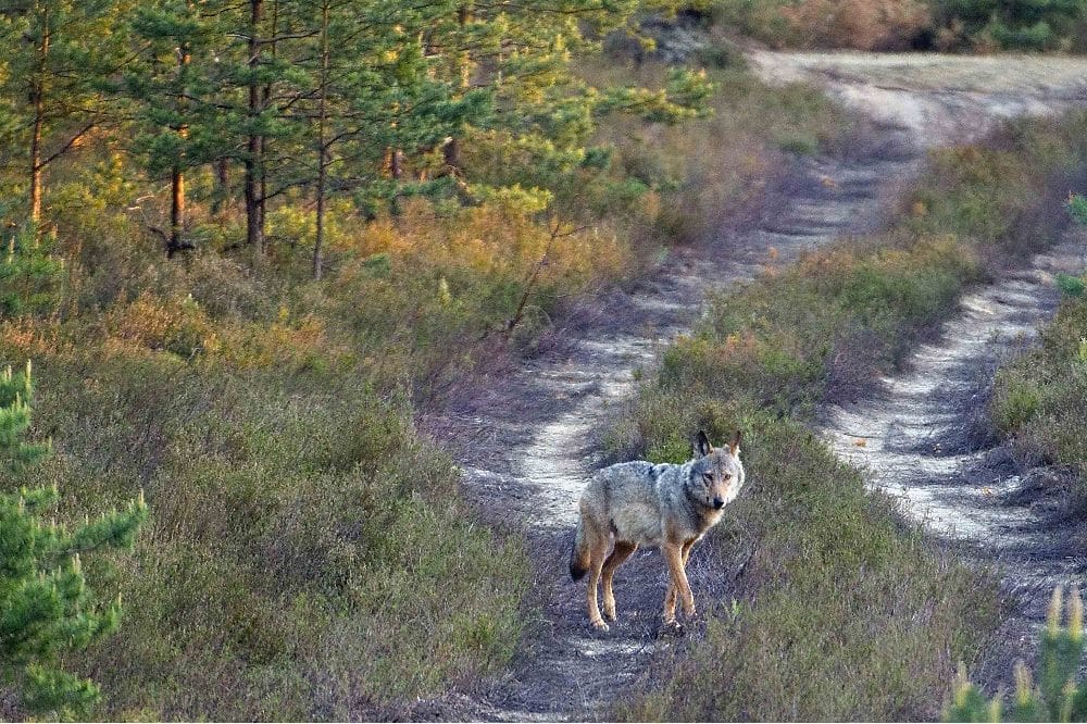 Symbolbild Wolfsrüde auf Wanderschaft © LfULG, Archiv Naturschutz, A. Gomille