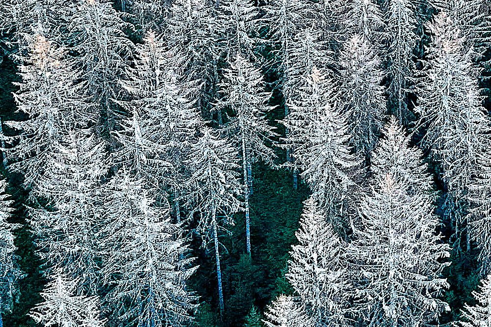 Wie geht es unseren Wäldern? Die Ringvorlesung im Studium generale der HTWK Leipzig versucht im Sommersemester, Antworten auf diese Frage zu finden. Quelle: HTWK Leipzig