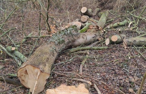 Gefällter Baum im Abtnaundorfer Park. Foto: privat
