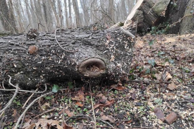 Gefällter Baum im Abtnaundorfer Park. Foto: privat