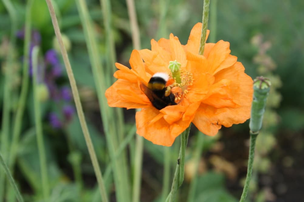 Hummel bei der Arbeit. Foto: Ralf Julke