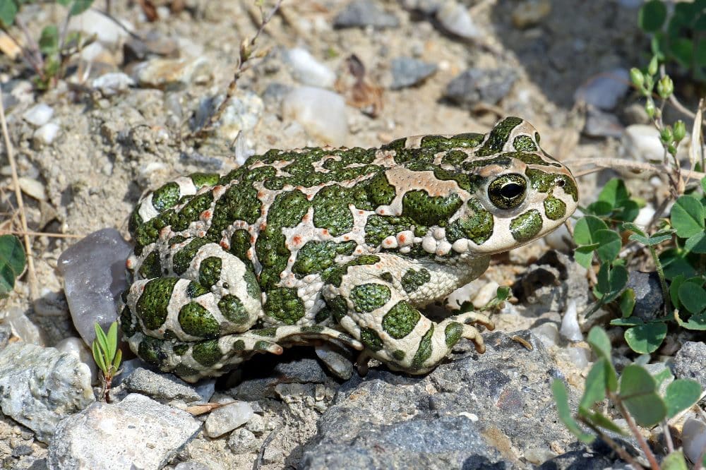 Wechselkröte © André Günther