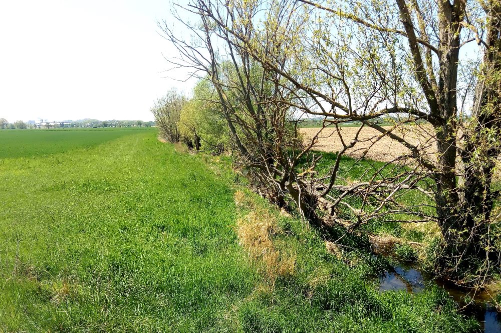 Gesetzlich ist der Gewässerrandstreifen von der Wasserspiegelkante bis zum Beginn der Ackerfläche definiert (hellgrüne Fläche in der Bildmitte). Hierzu können auch zusätzlich auf dem Feld angelegte Randstreifen gehören wie Blühstreifen. Foto: Maria Vlaic