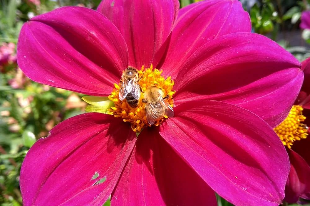 Eine Honigbiene (links) und eine Ackerhummel sitzen auf einer Blüte. Foto: Delphine Panziera