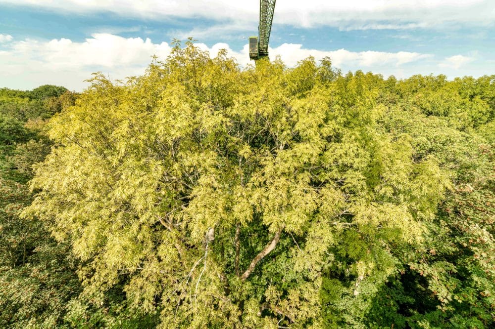 Esche vor dem Auwaldkran im Naturschutzgebiet Burgaue. Quelle: André Künzelmann/UFZ