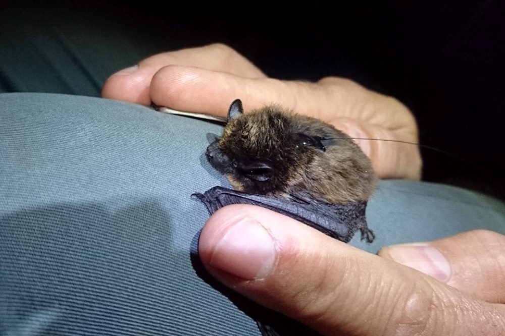 Alpenfledermaus © Colette Hennrichmann