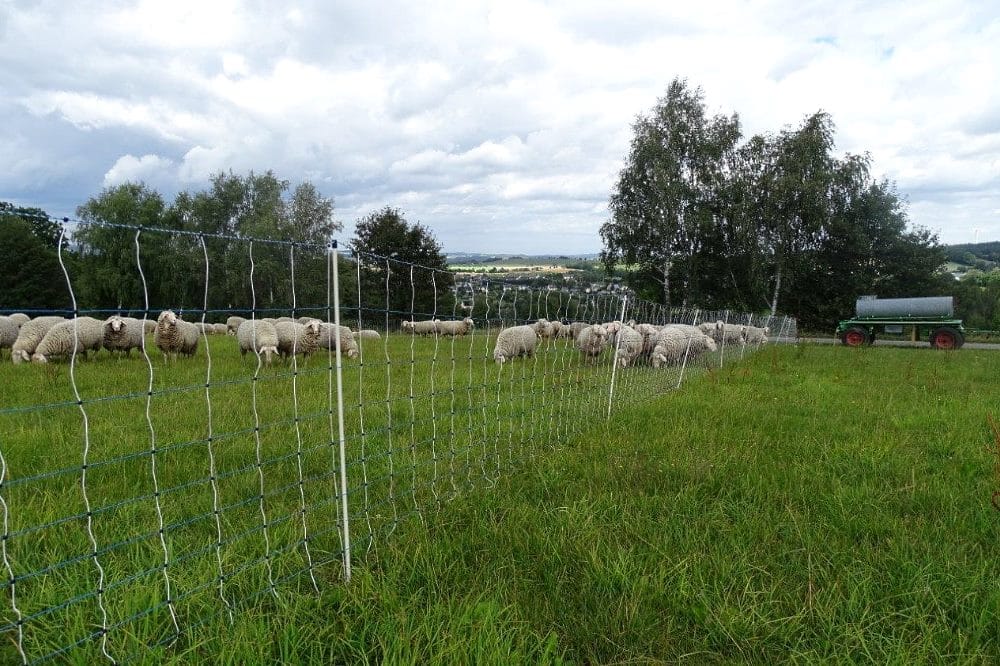 Beispiel für einen Weidenetzzaun zum Schutz einer Schutzherde © LfULG/ Konstantin Schanze